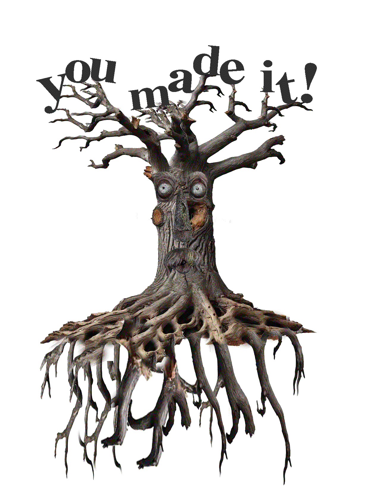 A tree beckons you forth